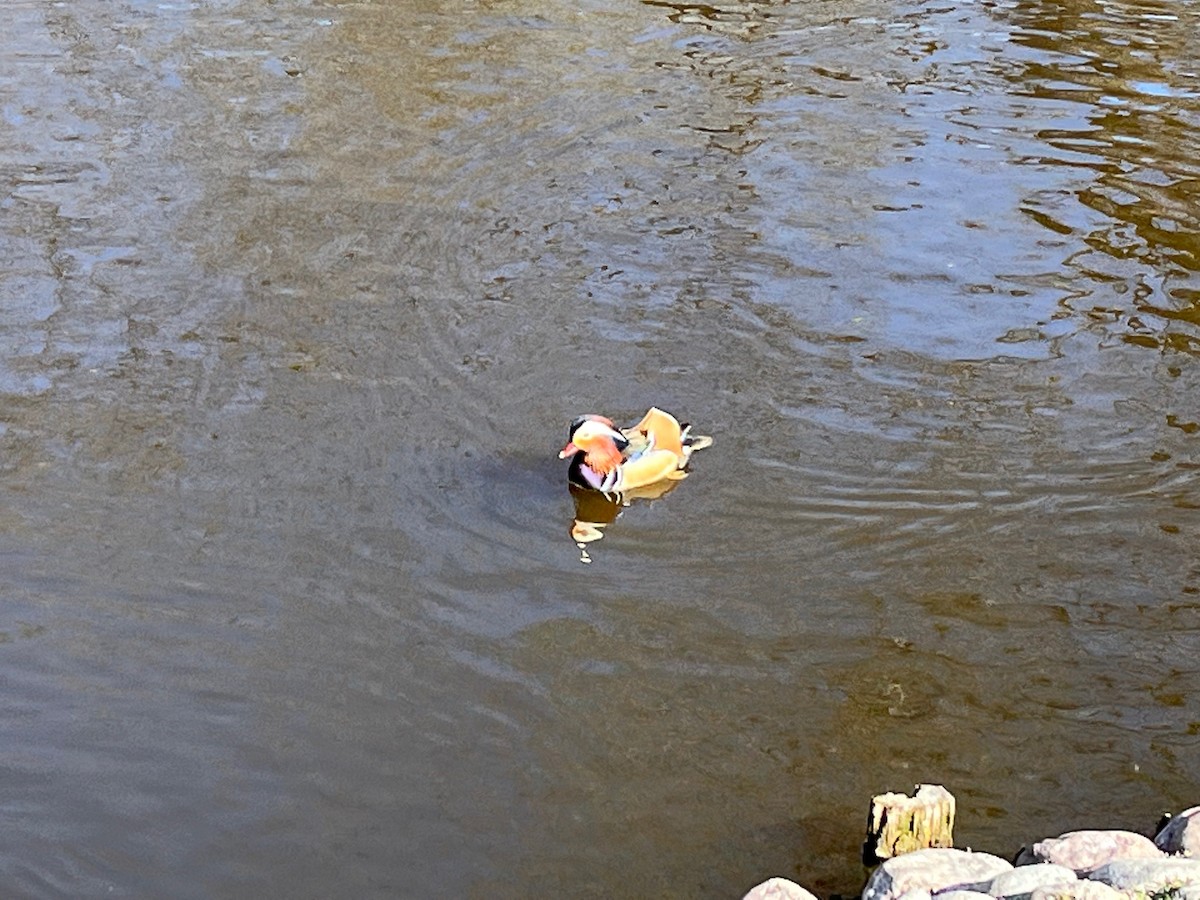 Mandarin Duck - ML564895621