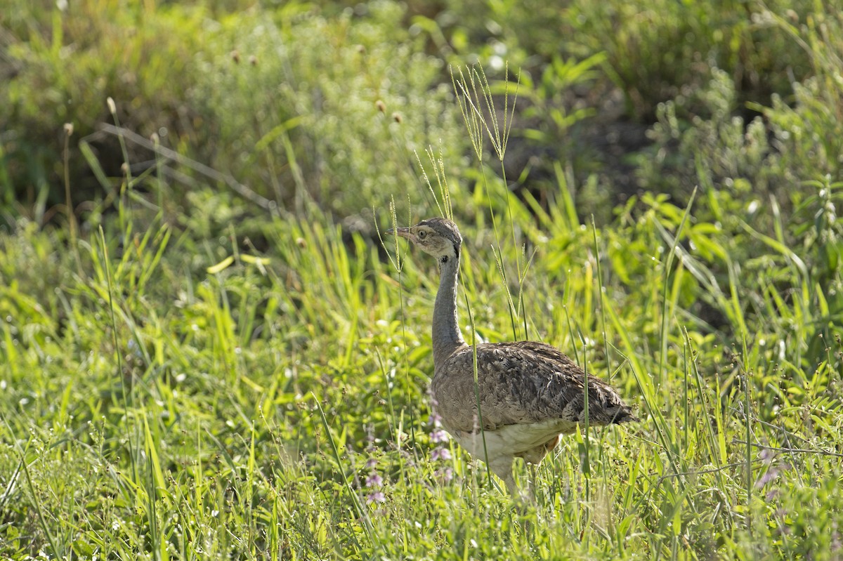 White-bellied Bustard (White-bellied) - ML564896061