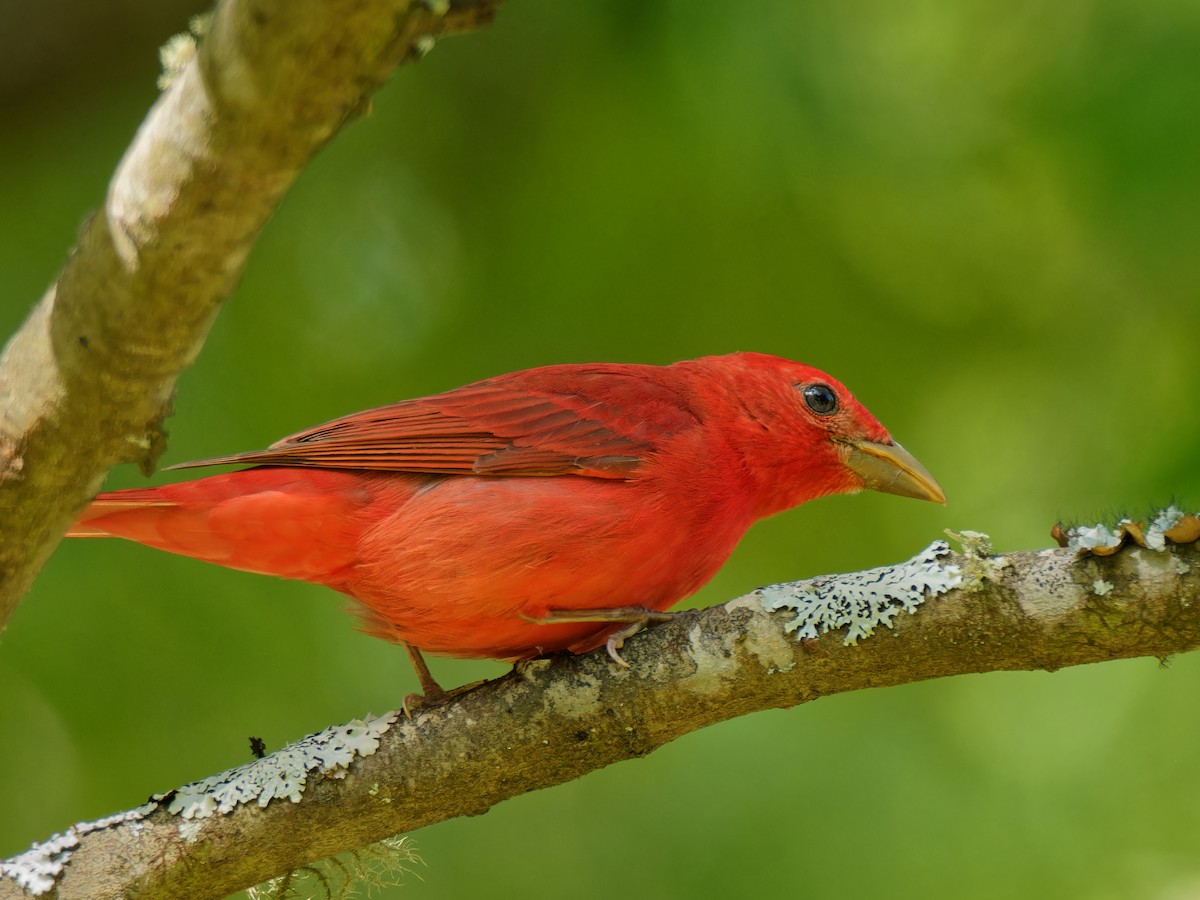 Summer Tanager - ML564896681