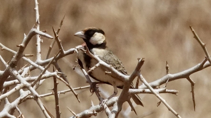 Fischer's Sparrow-Lark - ML564897491