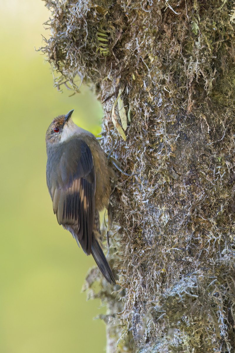 Papuan Treecreeper - Dubi Shapiro