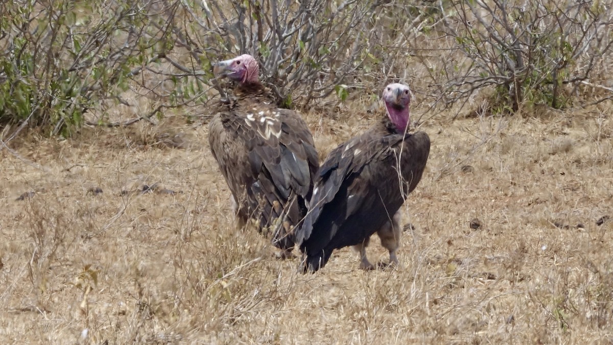 Lappet-faced Vulture - ML564897851