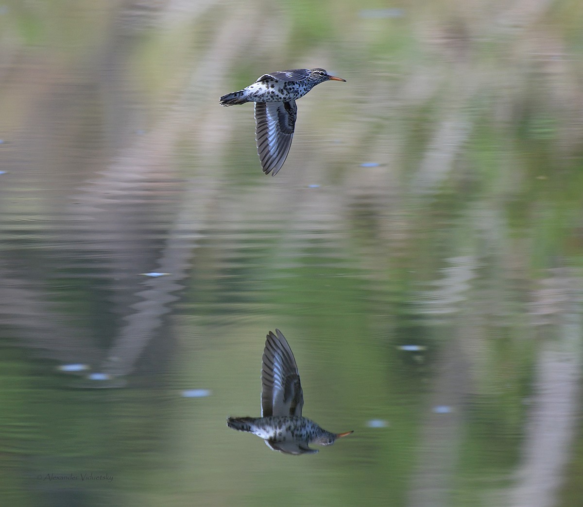 Spotted Sandpiper - ML564898711