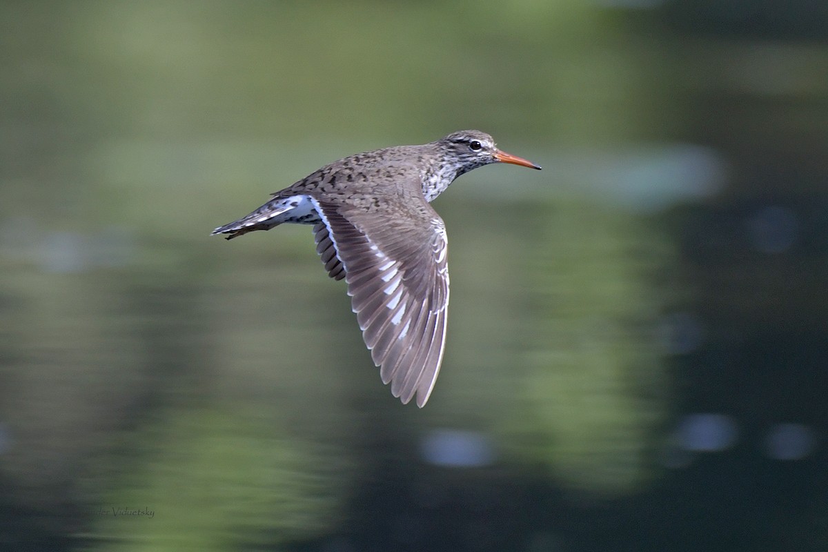 Spotted Sandpiper - ML564898721