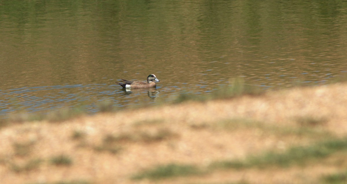 American Wigeon - ML564899201