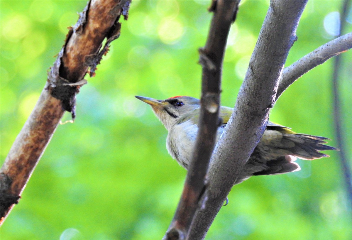 Gray-headed Woodpecker - ML564900221