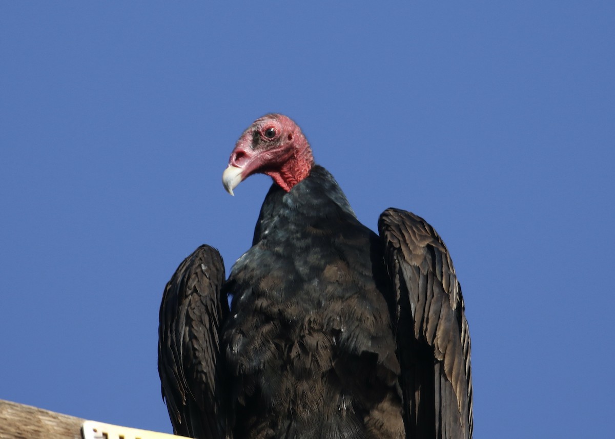 Turkey Vulture - ML564900661