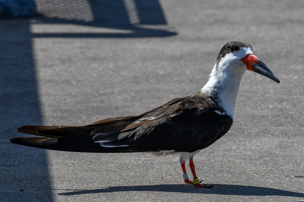 Black Skimmer - ML564901101