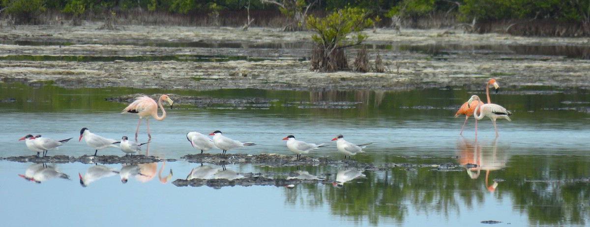 Caspian Tern - ML564901951