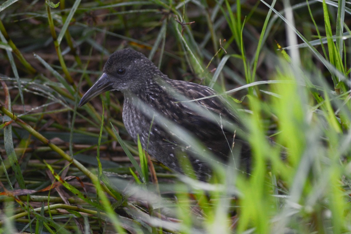 Spotted Rail - ML564903171