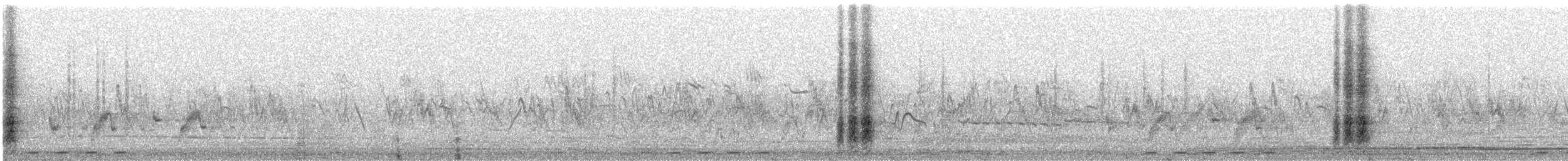 maghrebskjære - ML564904981