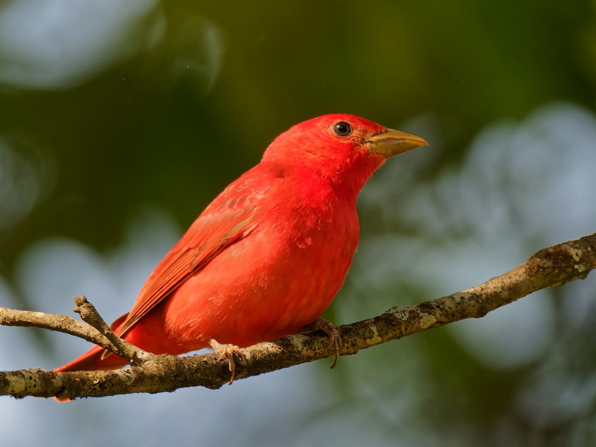 Summer Tanager - ML564905221