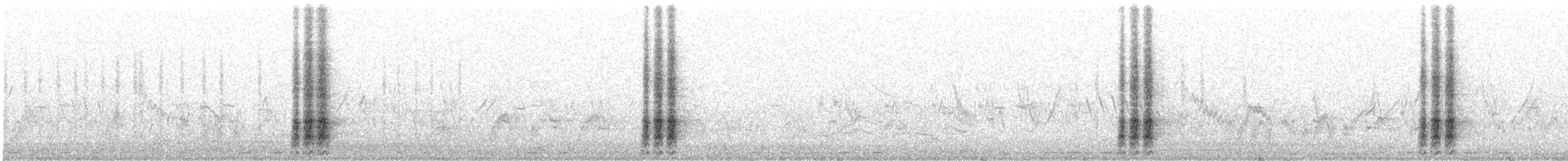 maghrebskjære - ML564906211