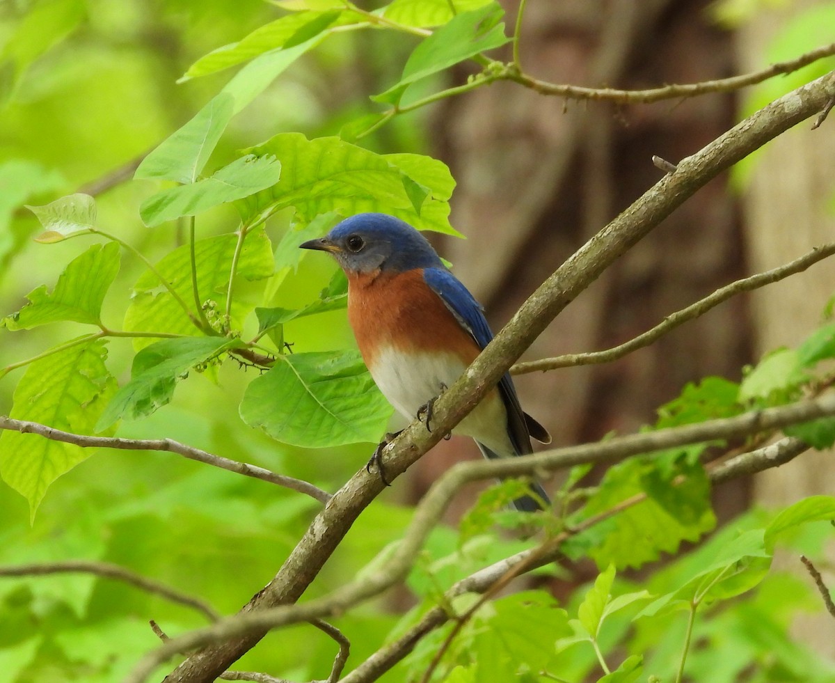 Eastern Bluebird - ML564906871