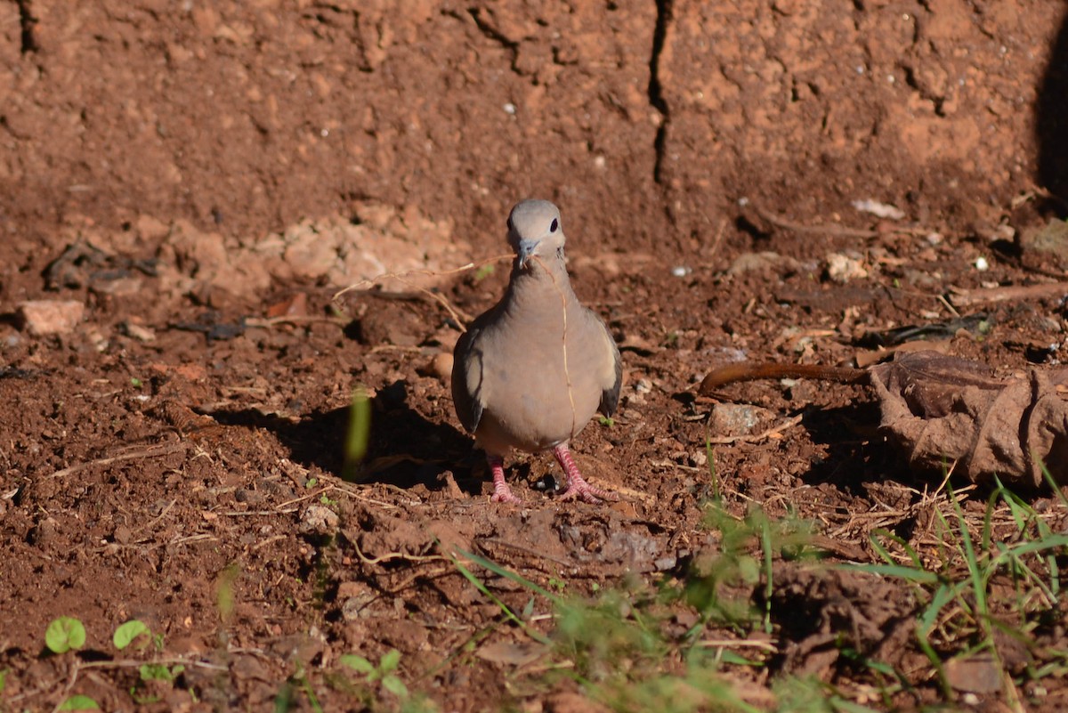 Eared Dove - ML564908241