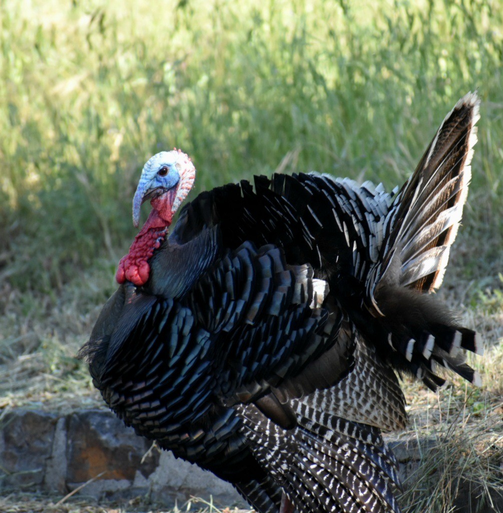 Wild Turkey - ML564908761