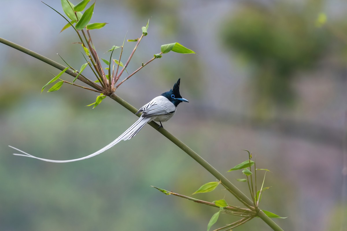 Indian Paradise-Flycatcher - ML564908791