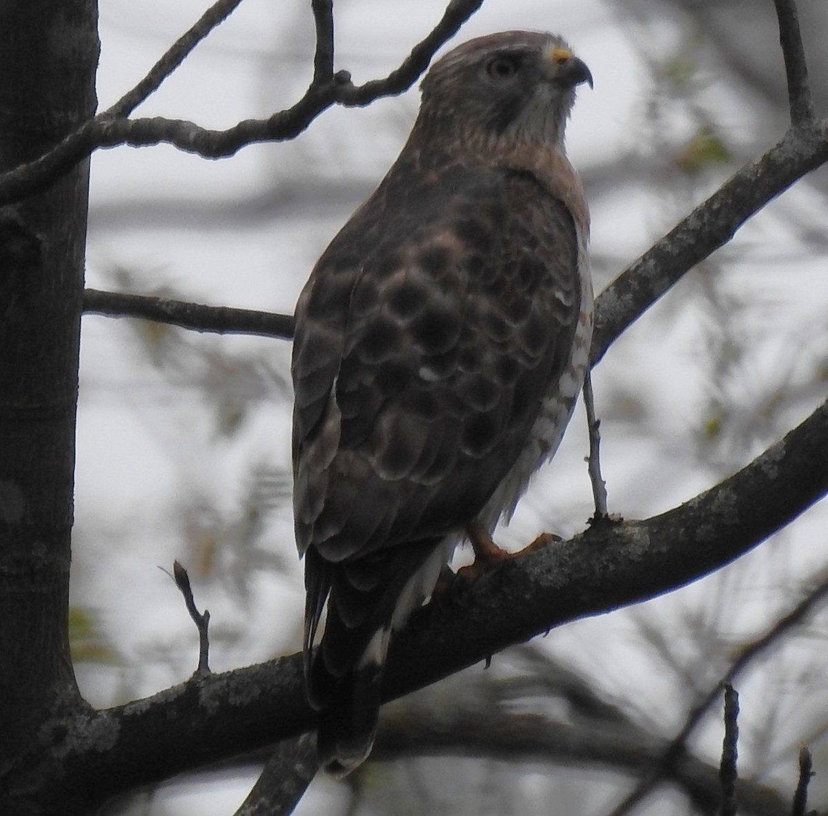 Broad-winged Hawk - ML564908941