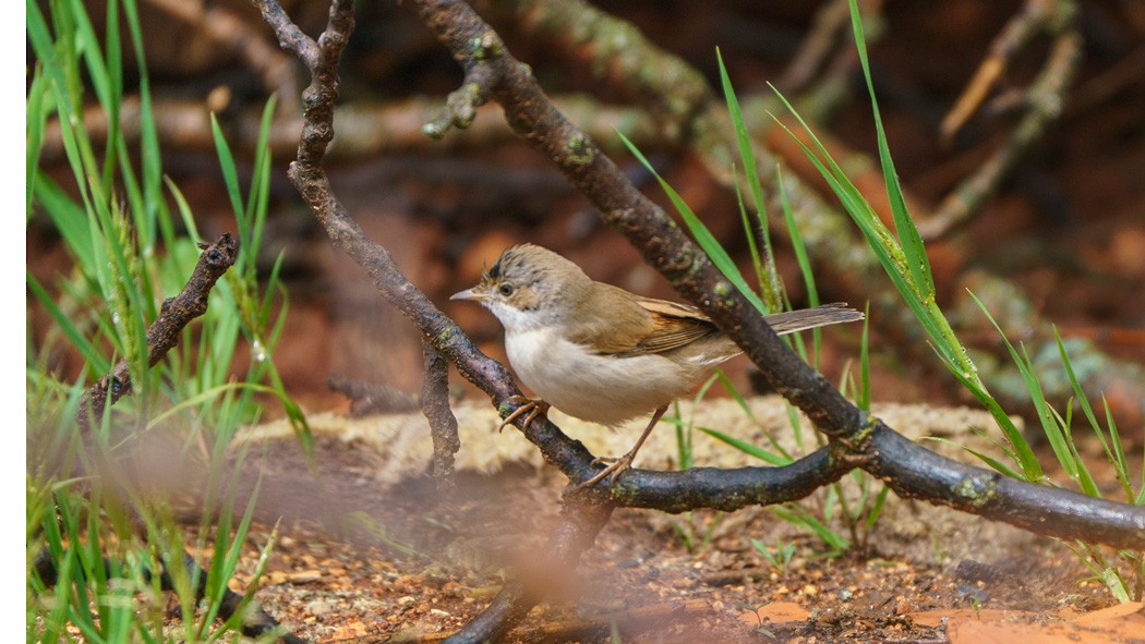 Greater Whitethroat - ML564910361