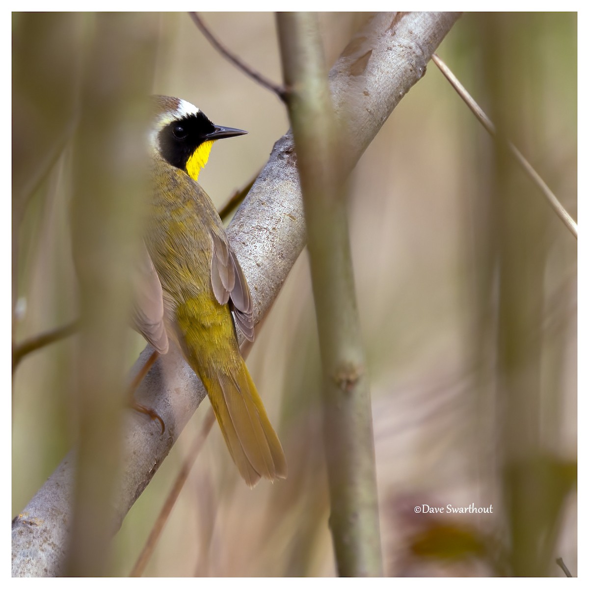 Common Yellowthroat - David Swarthout