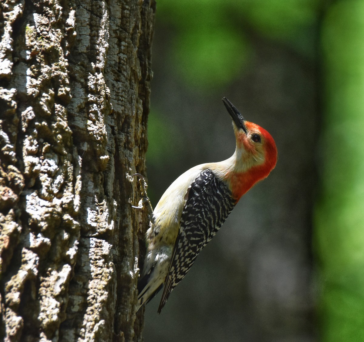 Red-bellied Woodpecker - ML564911221