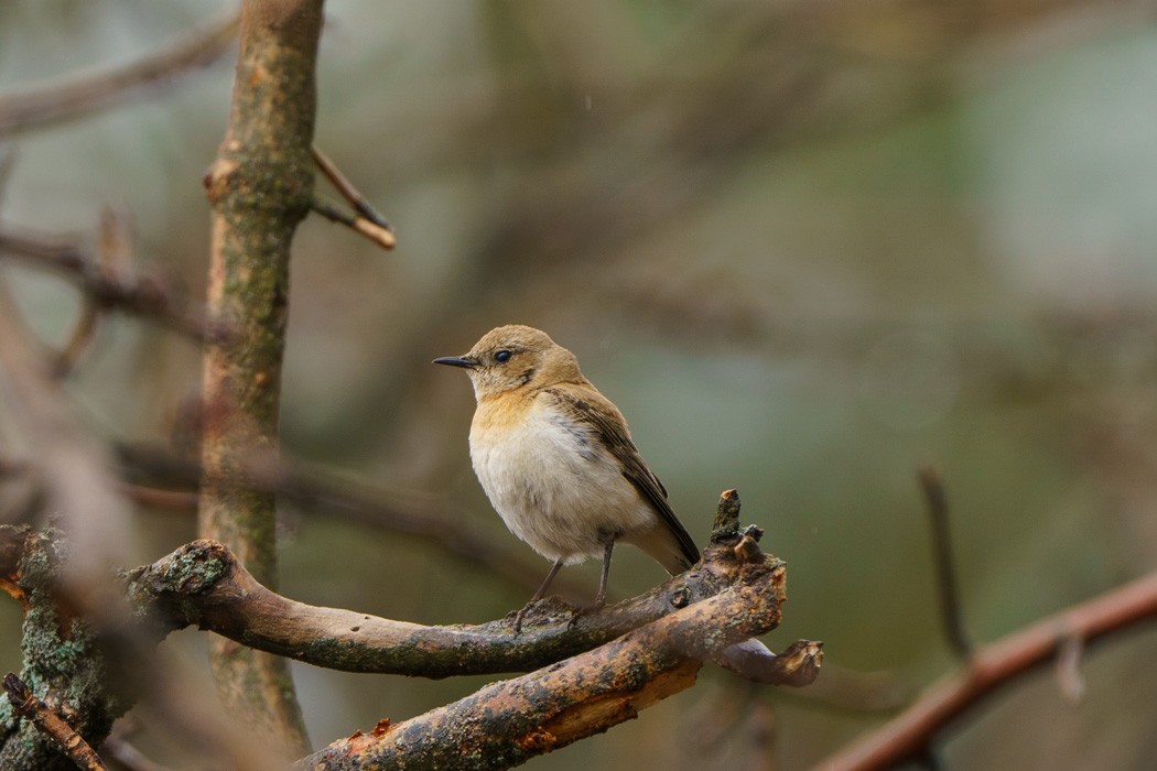 Eastern Black-eared Wheatear - ML564912151