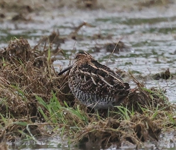 Wilson's Snipe - ML564914981