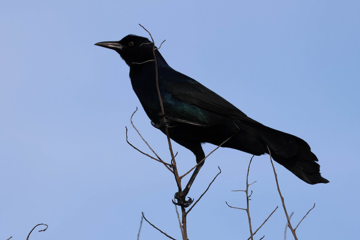 Boat-tailed Grackle - David Bates