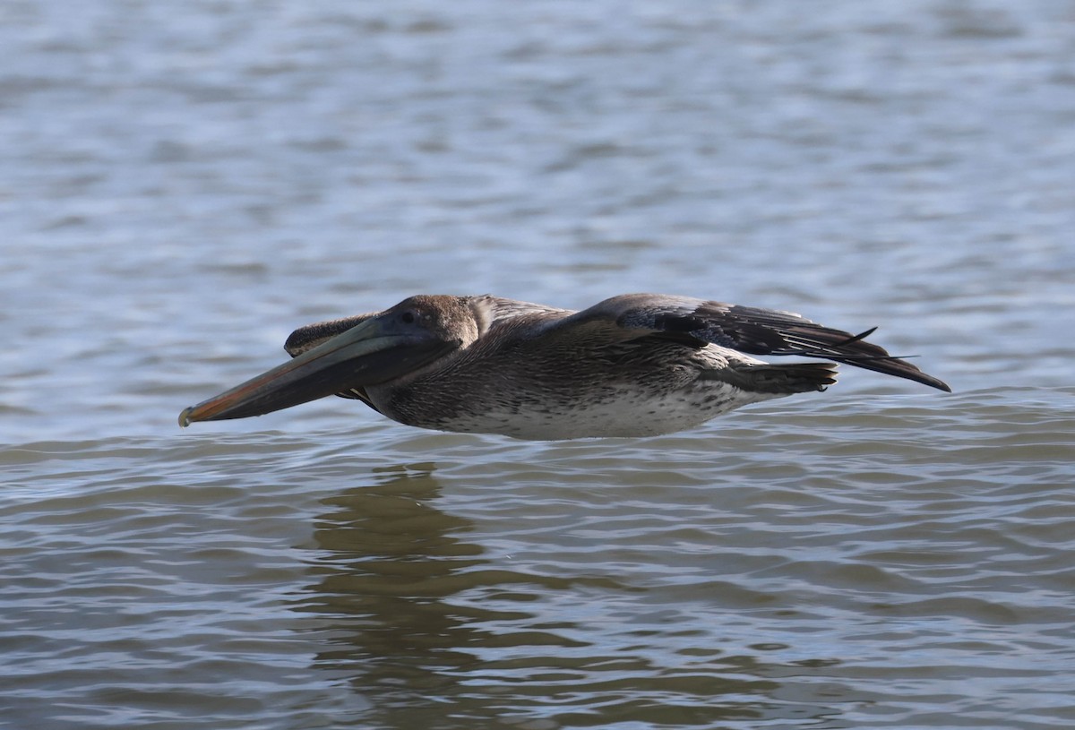 Brown Pelican - ML564916781