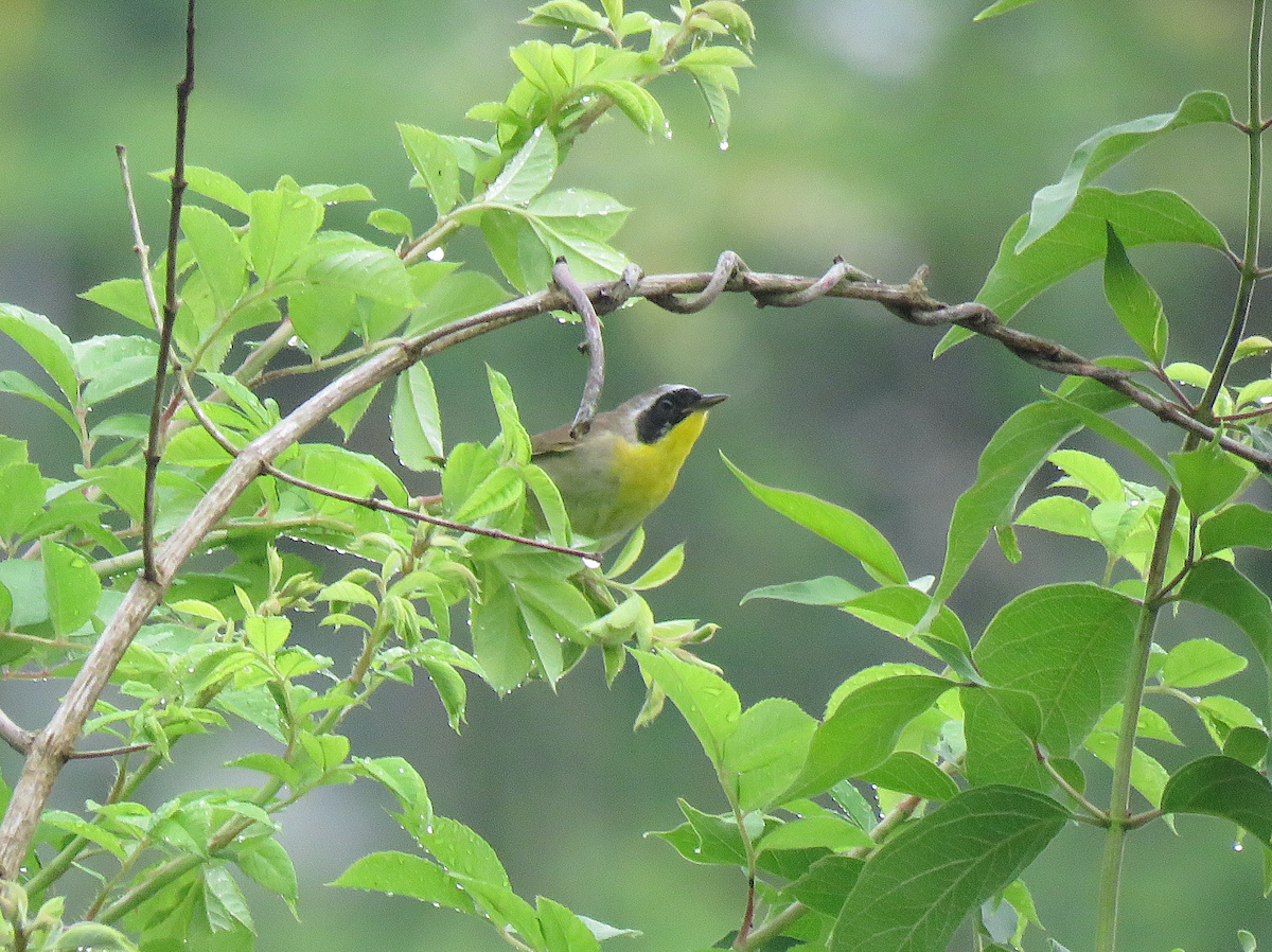 Common Yellowthroat - ML564916841