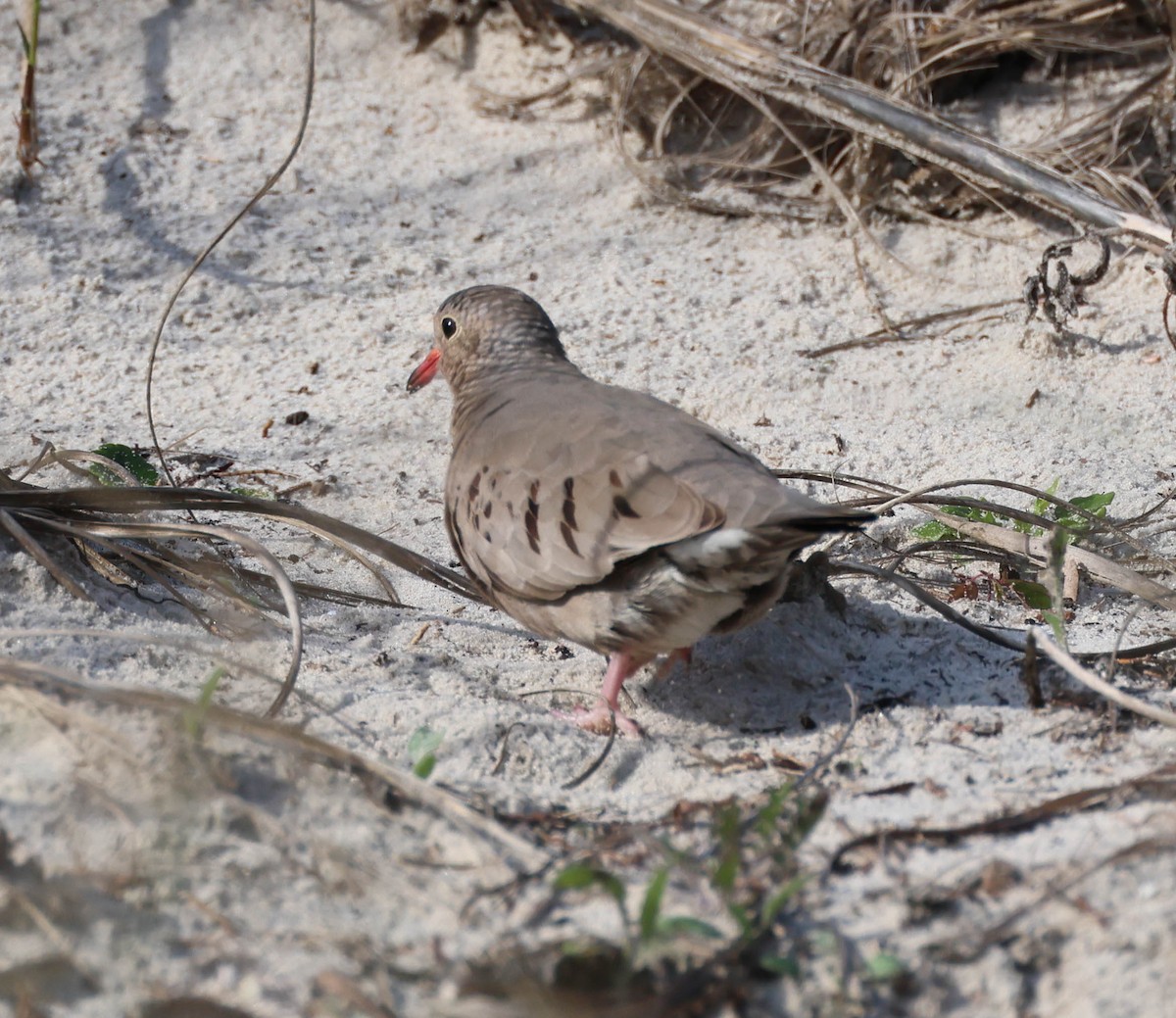 Common Ground Dove - ML564916931