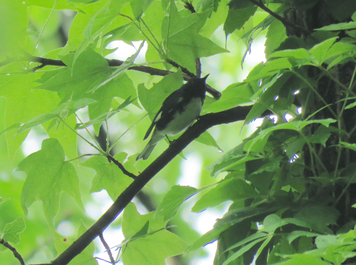 Black-throated Blue Warbler - ML564916981