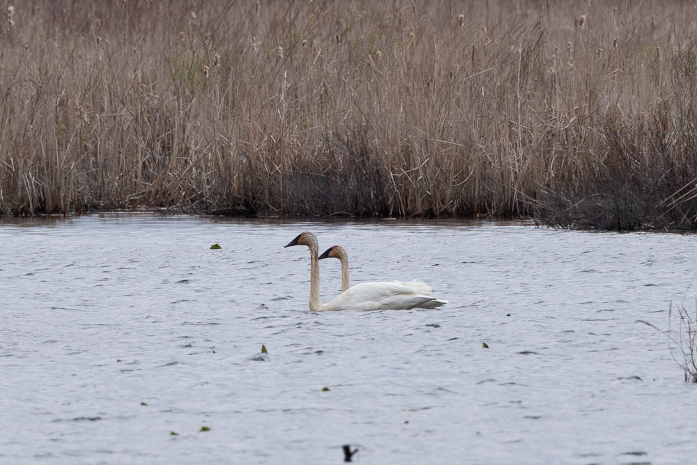 Trumpeter Swan - ML564917851