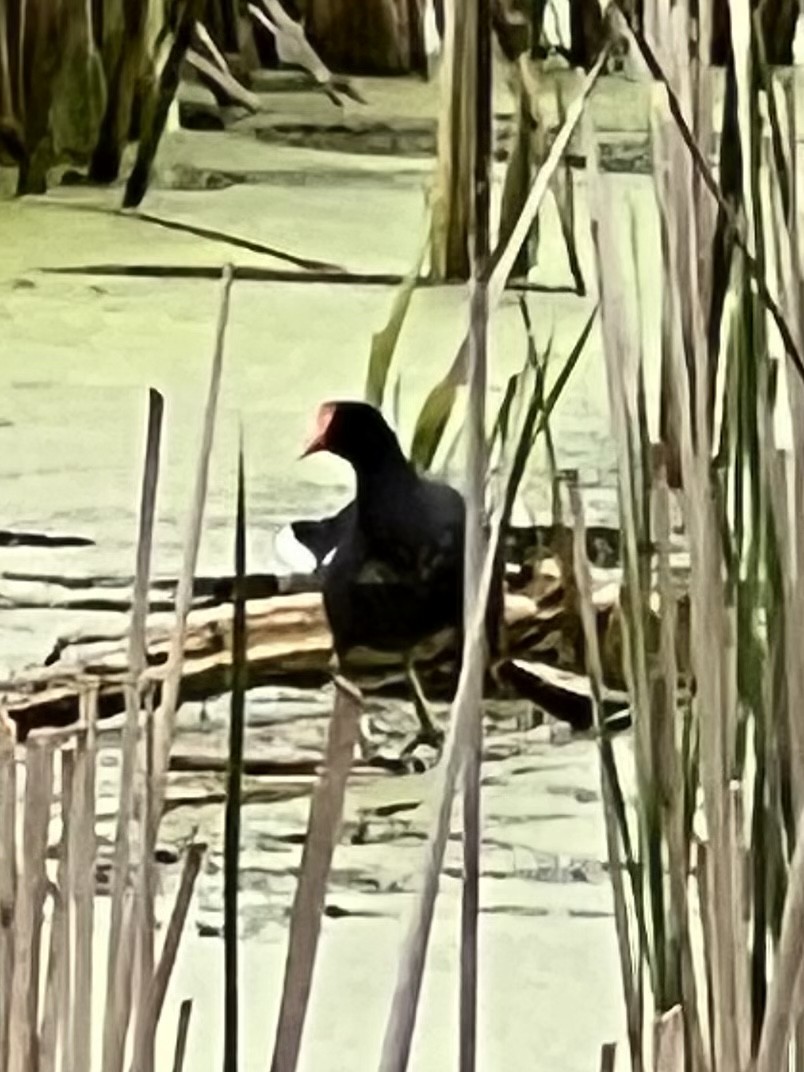 Common Gallinule - ML564917881