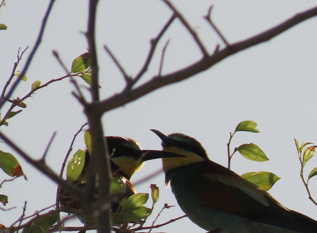 European Bee-eater - Ute Langner