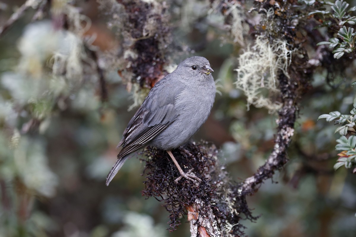 Plumbeous Sierra Finch - ML564919541