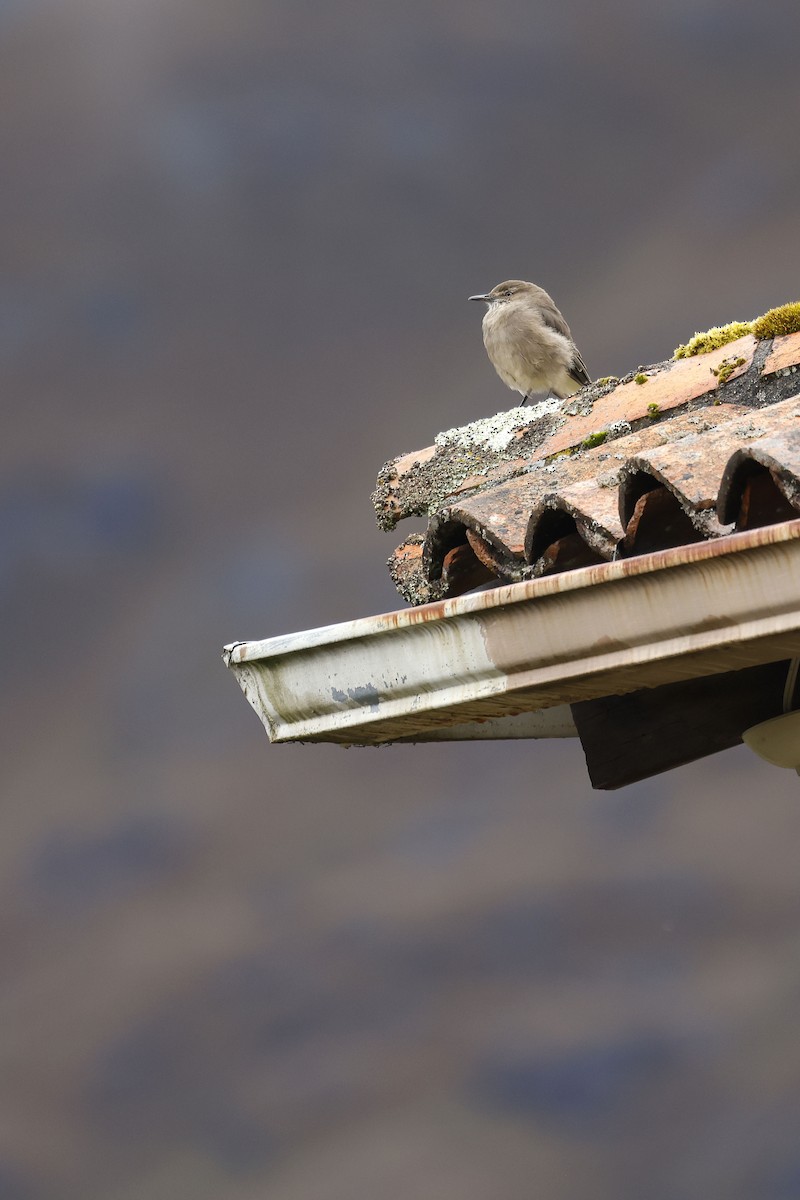 Black-billed Shrike-Tyrant - ML564921231