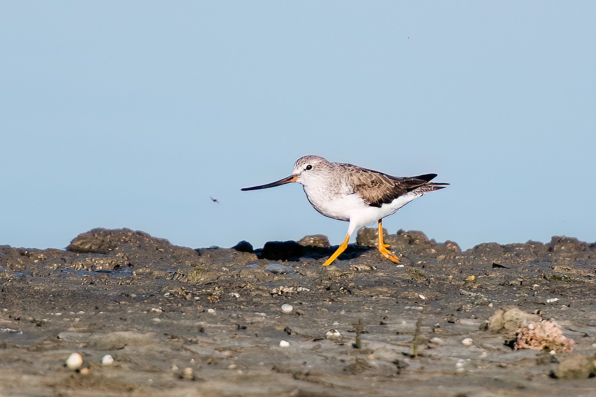 Terekwasserläufer - ML564922351