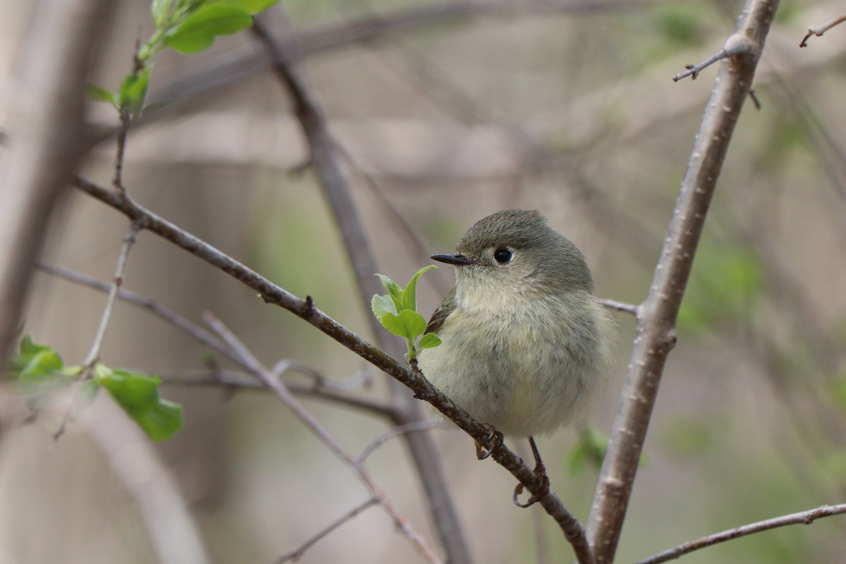 Ruby-crowned Kinglet - ML564922721