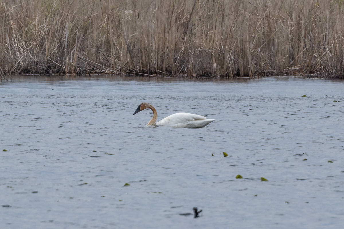 Trumpeter Swan - ML564922851