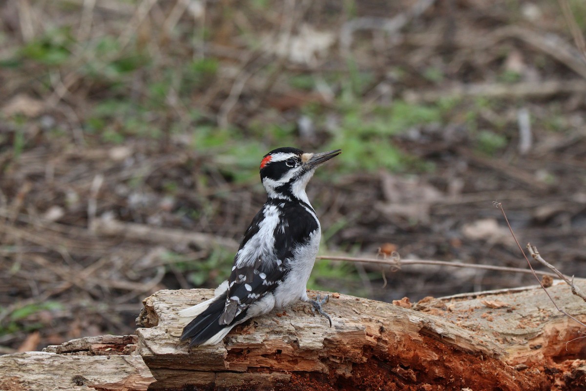 Hairy Woodpecker - ML564923401