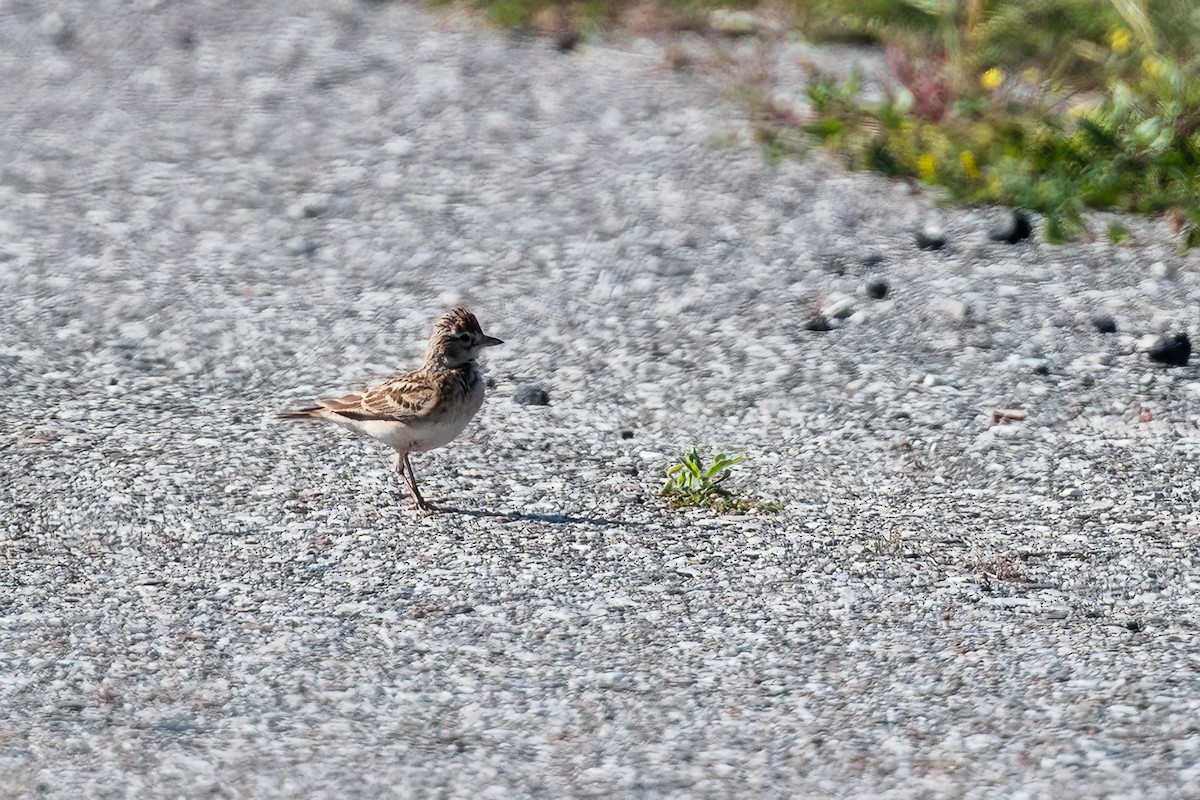 Greater Short-toed Lark - ML564923541