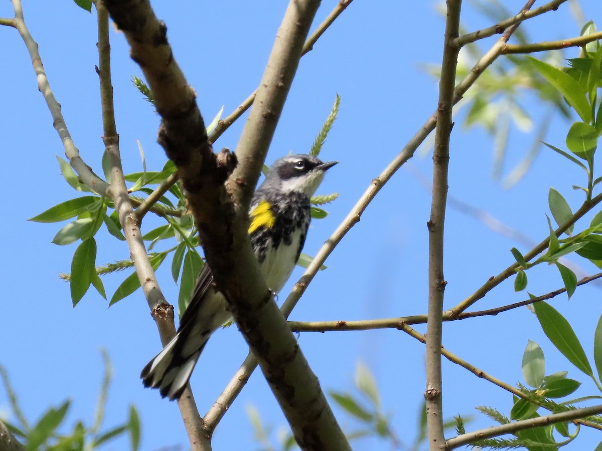 Yellow-rumped Warbler - ML564924161