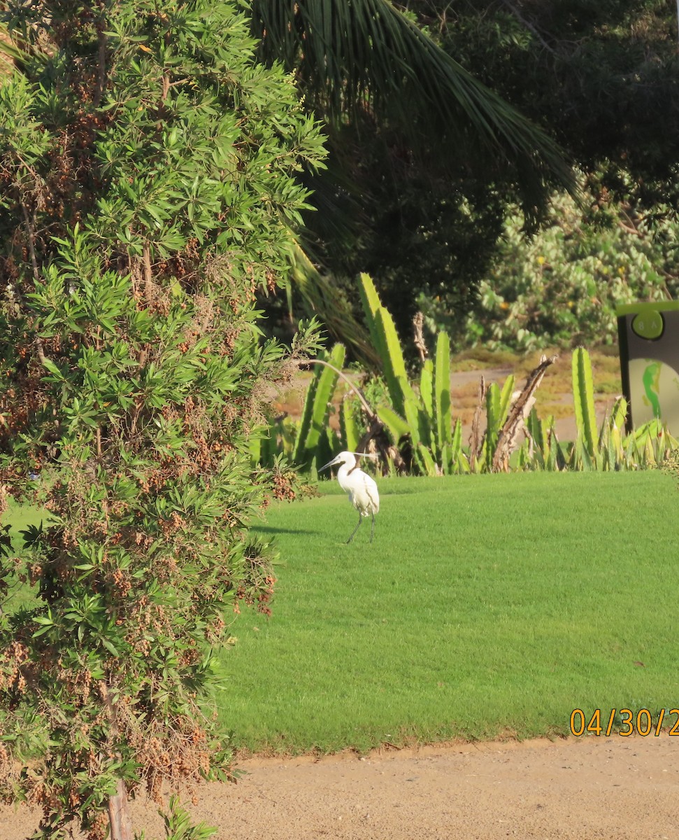 Little Egret - ML564924671