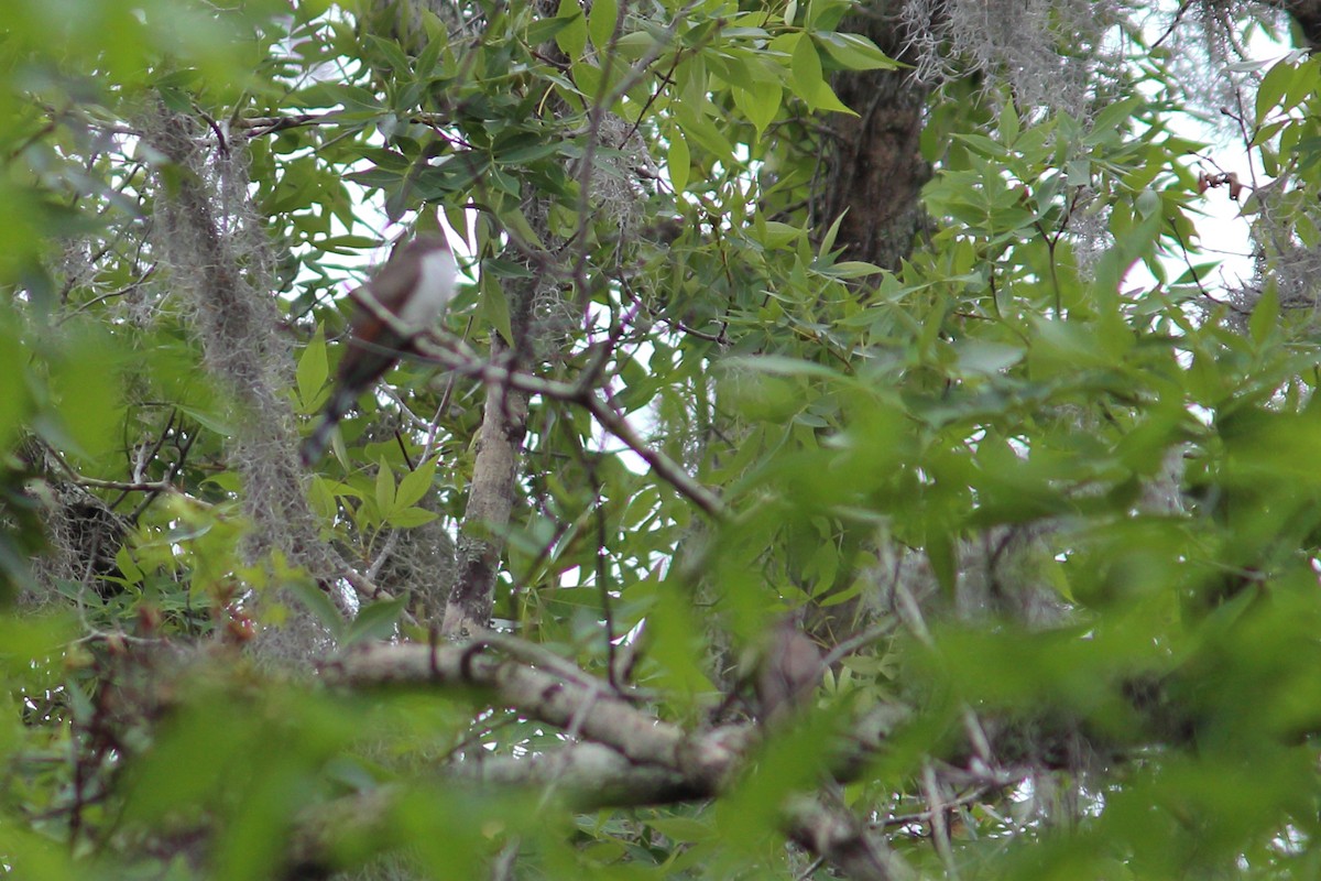 Yellow-billed Cuckoo - ML564924771