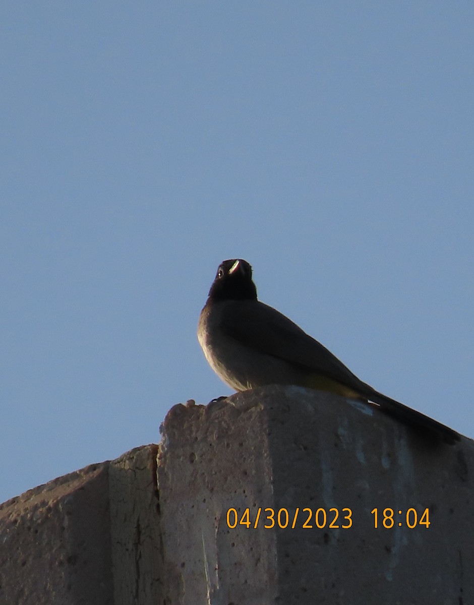 White-spectacled Bulbul - ML564925691