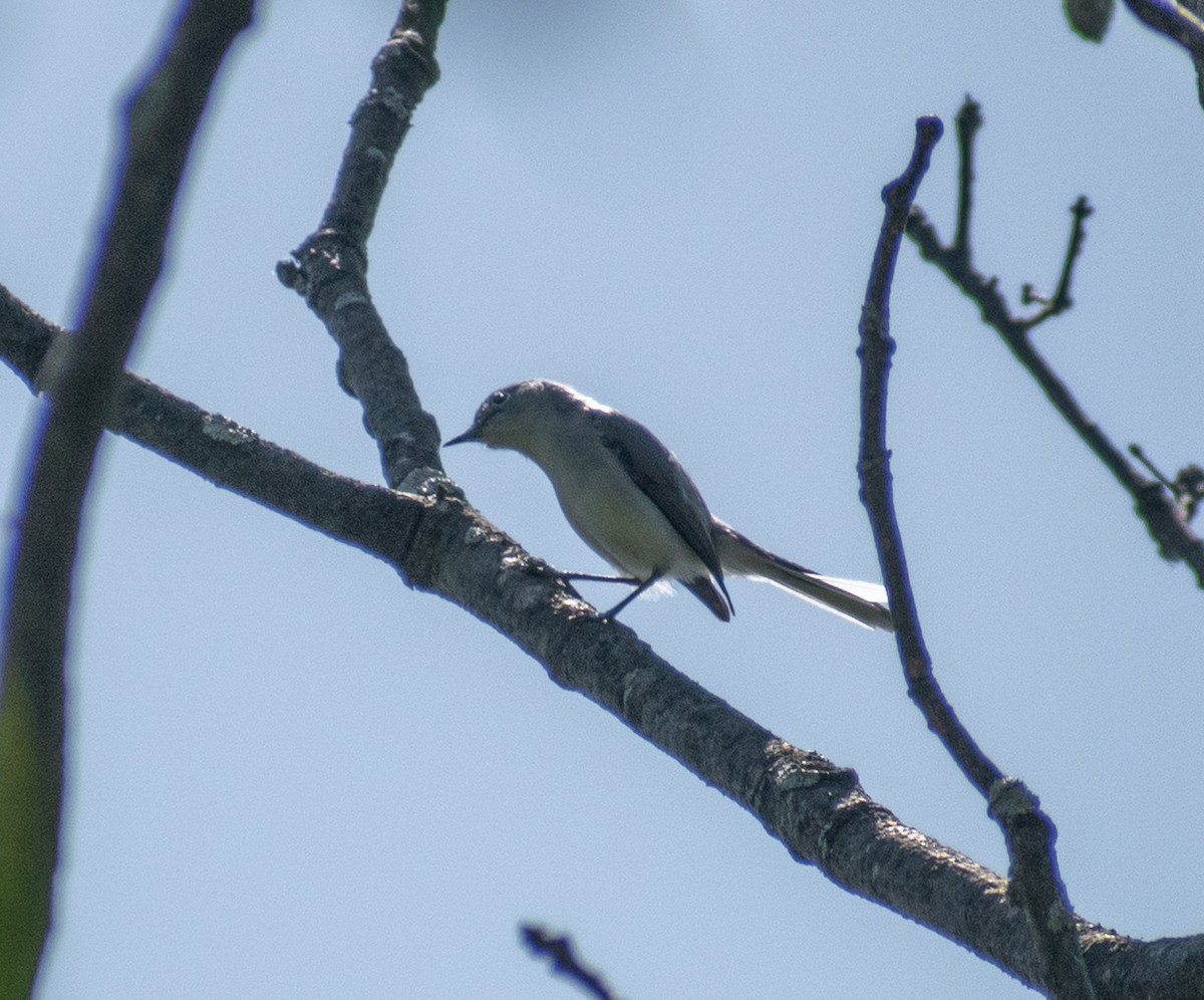 Blue-gray Gnatcatcher - ML564926221