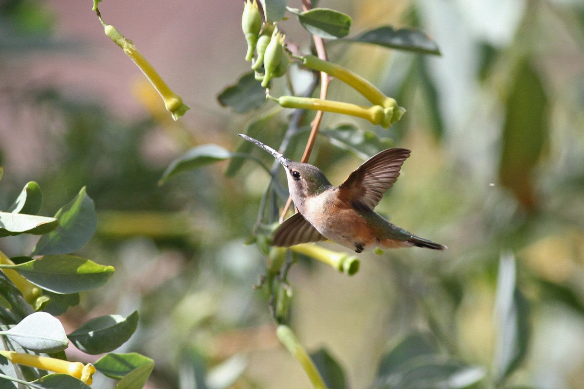 Lucifer Hummingbird - ML56492661