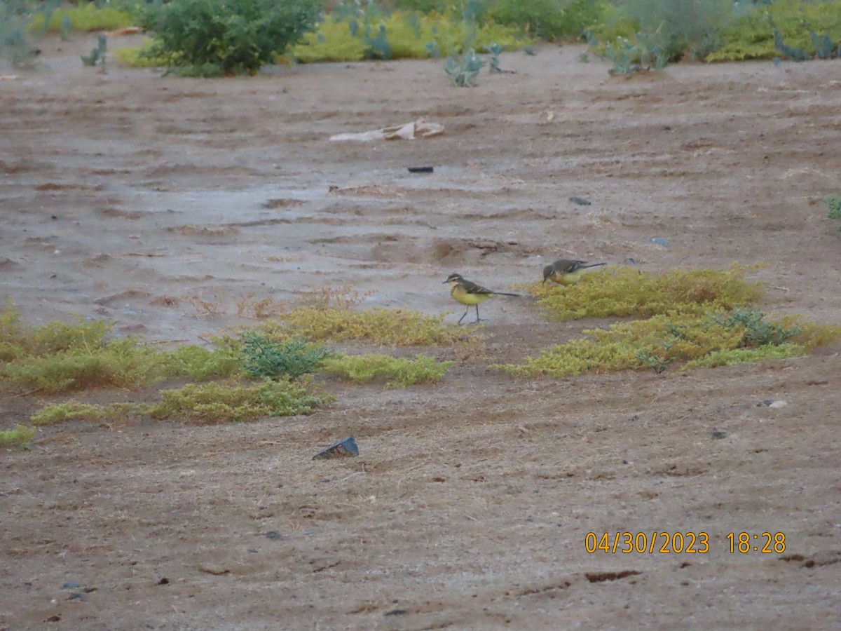 Western Yellow Wagtail - ML564927251