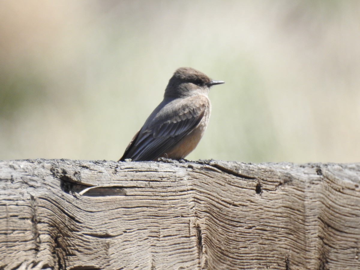 Say's Phoebe - ML564927431